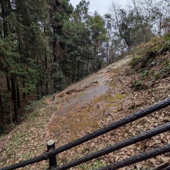 スラブ壁がありました🧗
国指定の特別天然記念物らしく、当然、登攀は禁止です🚷