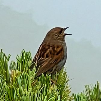 イワヒバリ