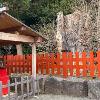 鶴岡八幡宮の折れてしまった御神木🙏