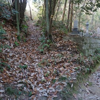 まだ歩いた事がないルートで登り返し。
わかりにくいけど、中央の枯葉の中へ進みました。