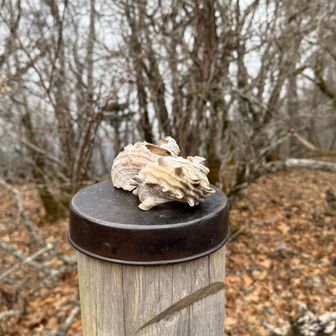 標識の上に貝殻🐚