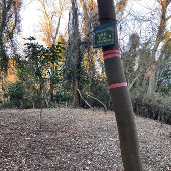 たぬき山ʕ•ᴥ•ʔ