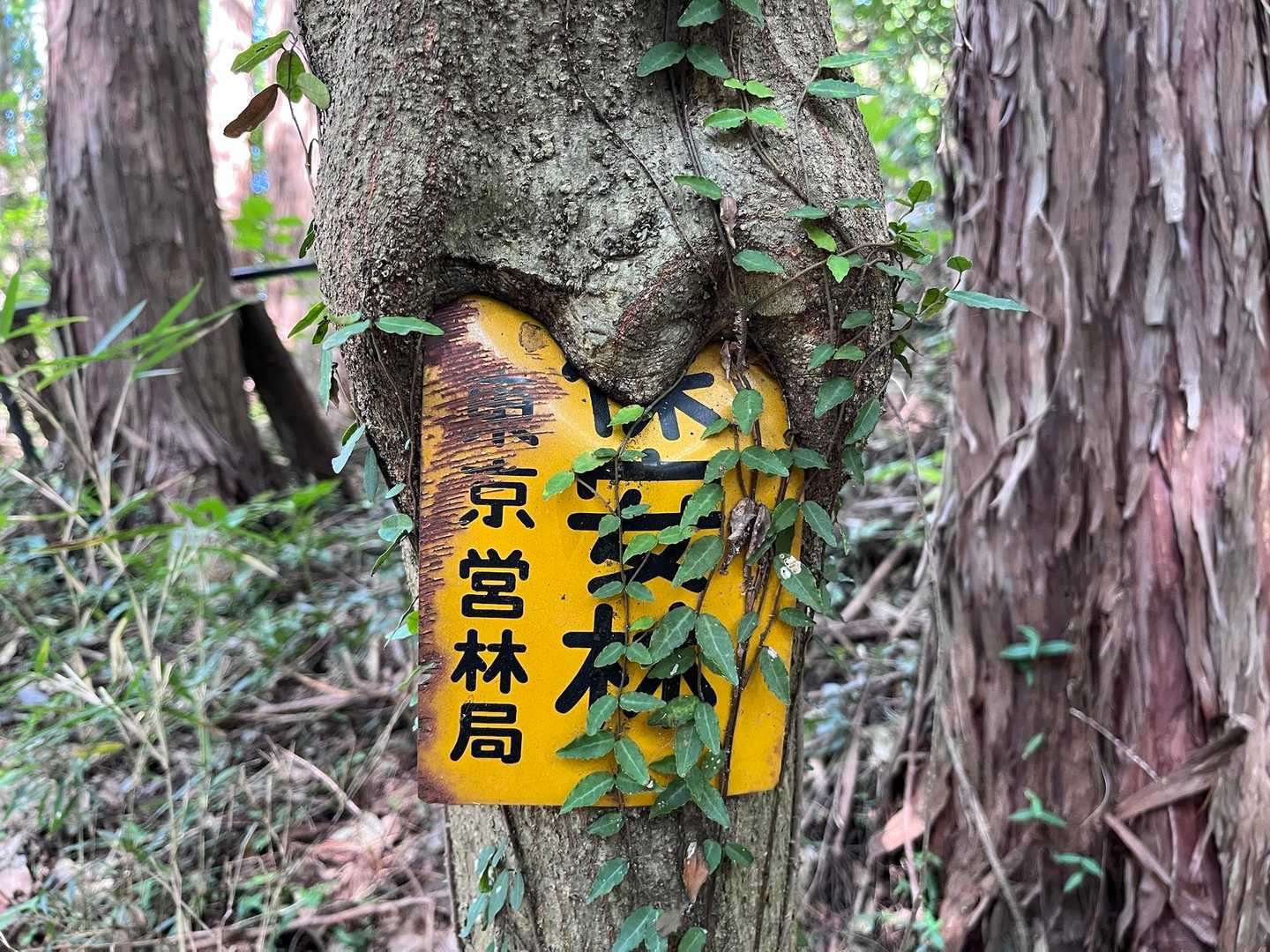 次に来た時は👅保安林の保の字は喰われてますね😅