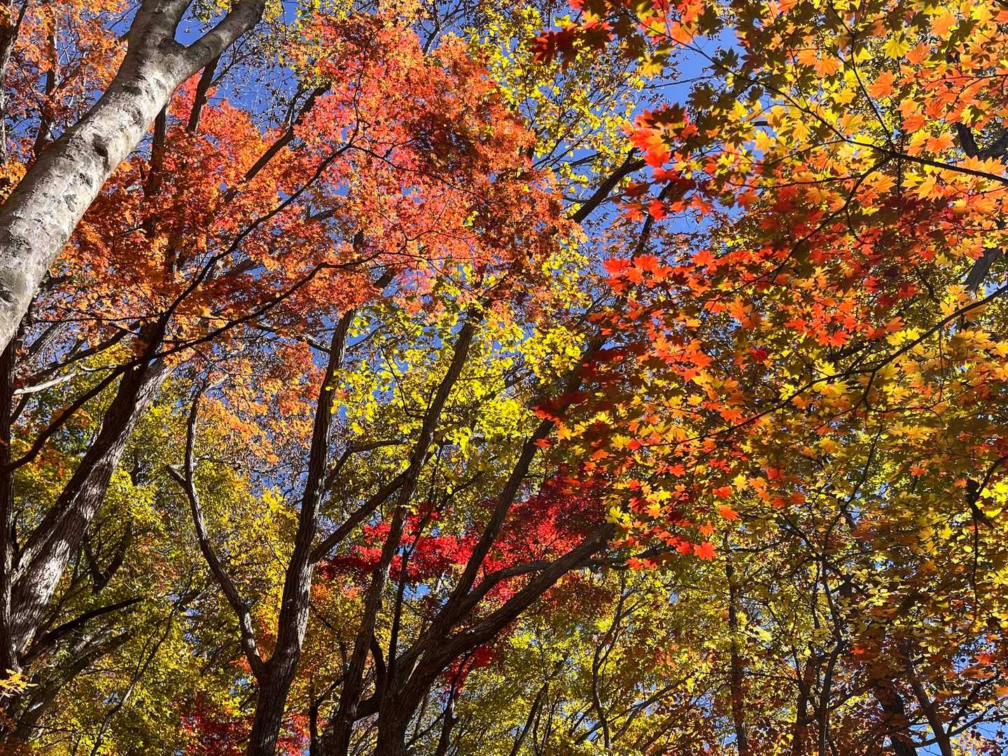 青空にキラッキラ✨の紅葉🍁