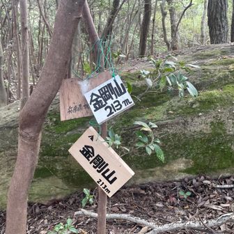 🕷🕸蜘蛛の巣だらけで😰
  ようやく金剛山