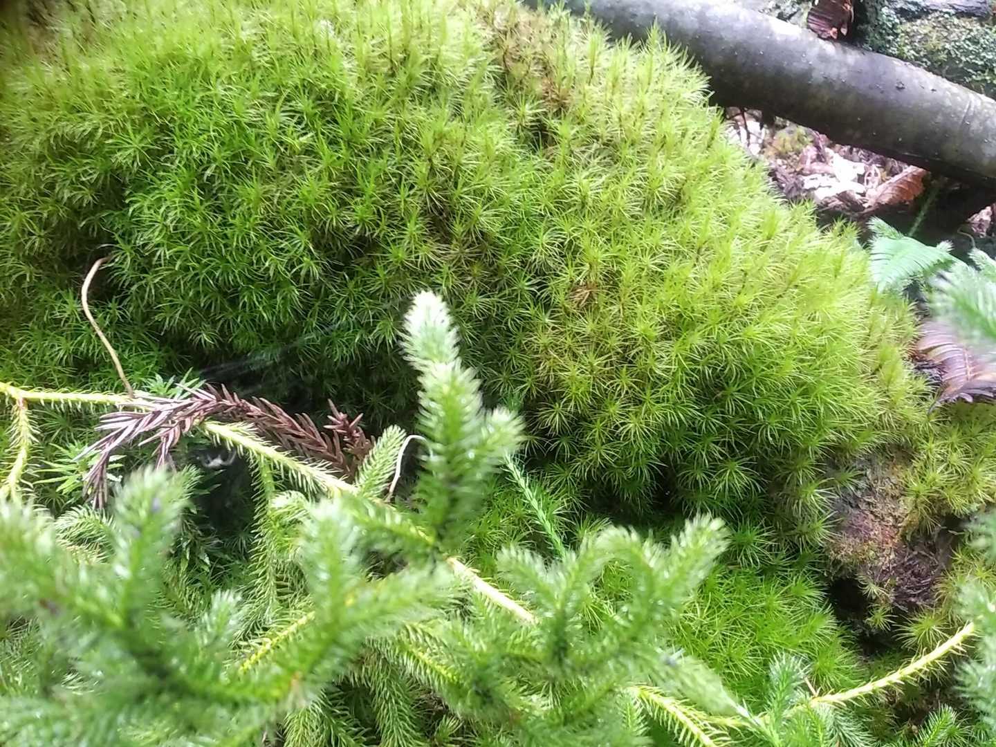 もふもふ