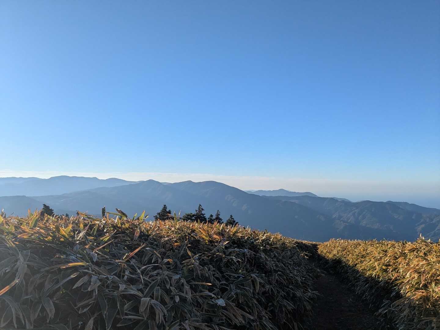 戸田峠-小達磨山-達磨山-古稀山-伽藍山 往復コースの写真