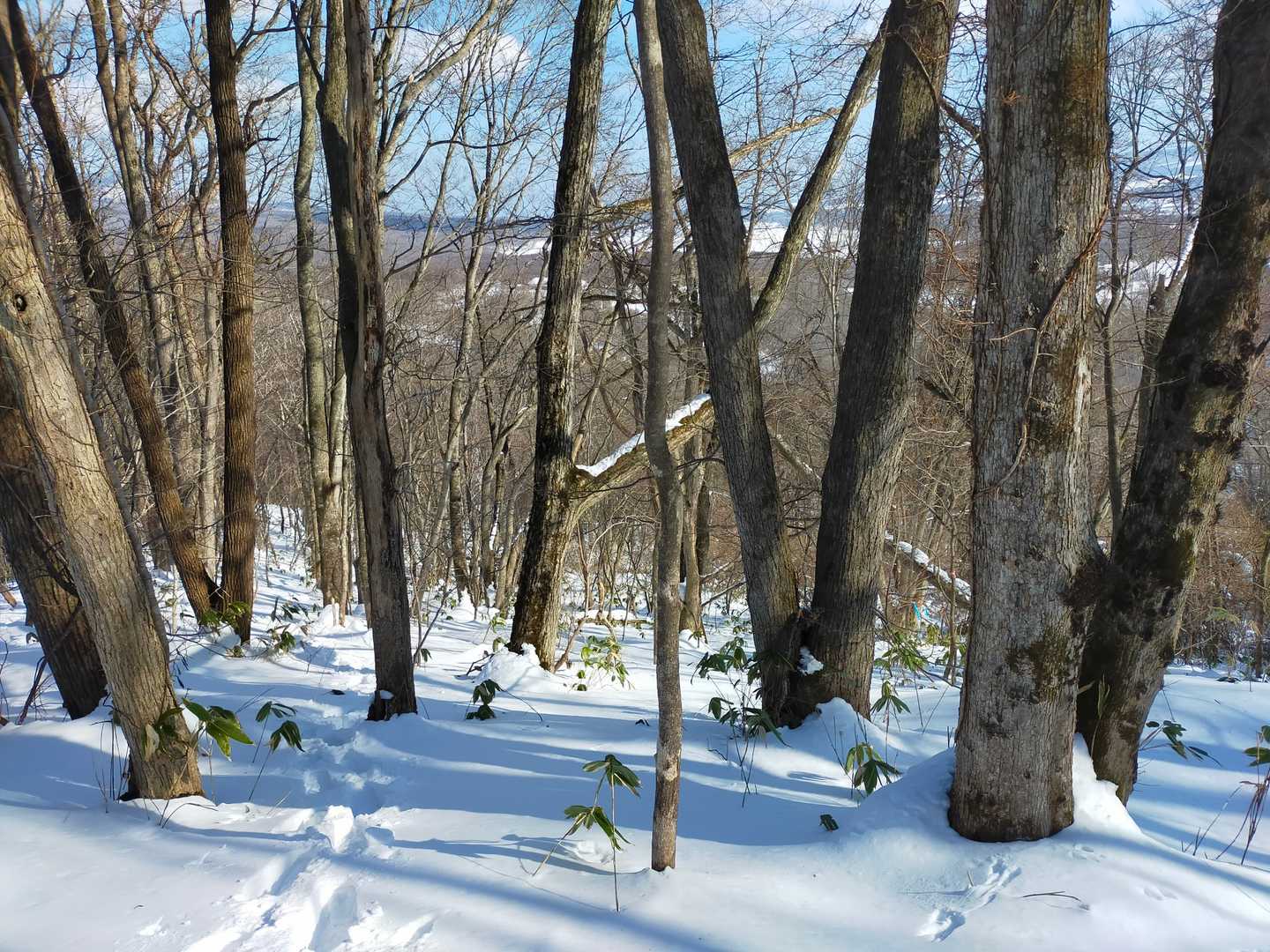 木の隙間から駒ケ岳🏔