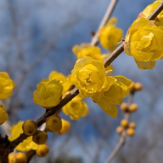ロウバイのいい香りがしました(⁠ ⁠ꈍ⁠ᴗ⁠ꈍ⁠)