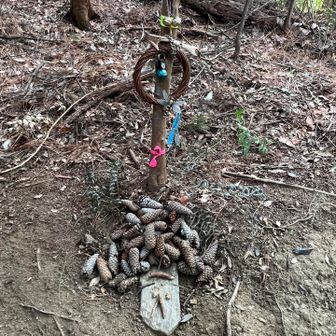 お噂の松ぼっくりアート🙏

前に来た時より色々賑やかに✨