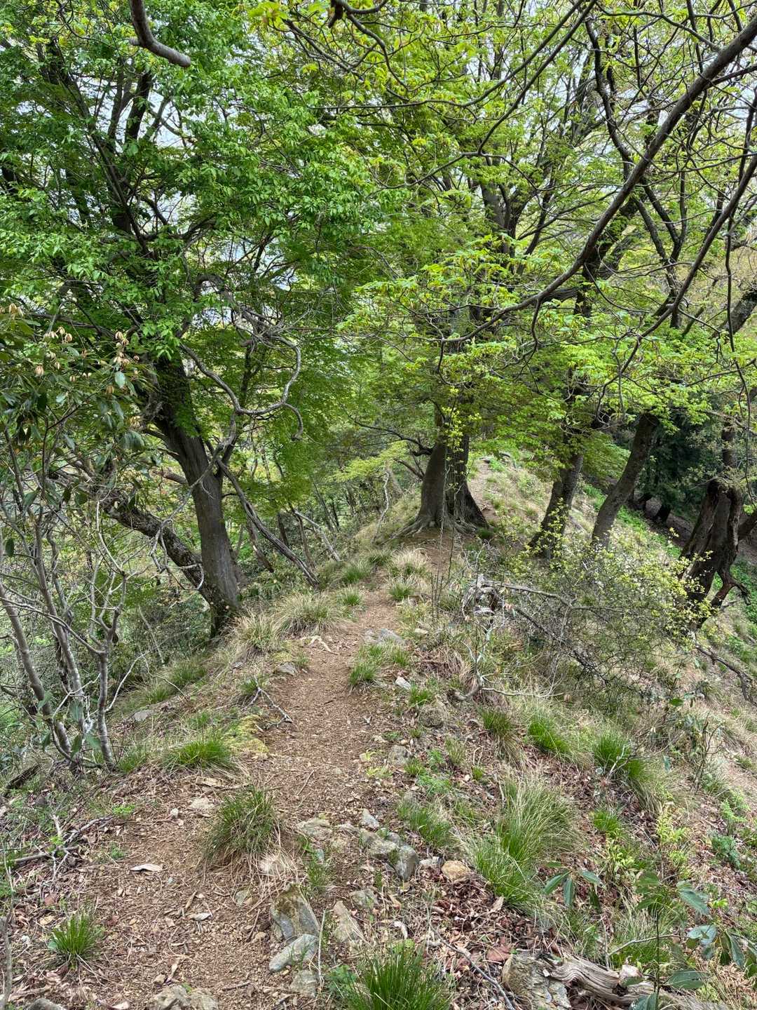 細尾根まで戻ってきた。
下山中も1人すれ違った。平日にこんなに人に会うとは、この山も随分人気になったのかな。嬉しいような、秘密基地が皆に見つかって寂しいような。