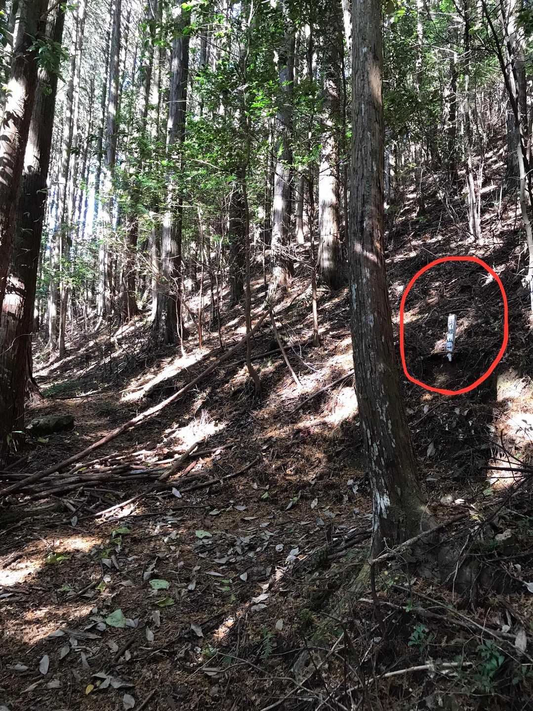 御殿山 往復コースの写真