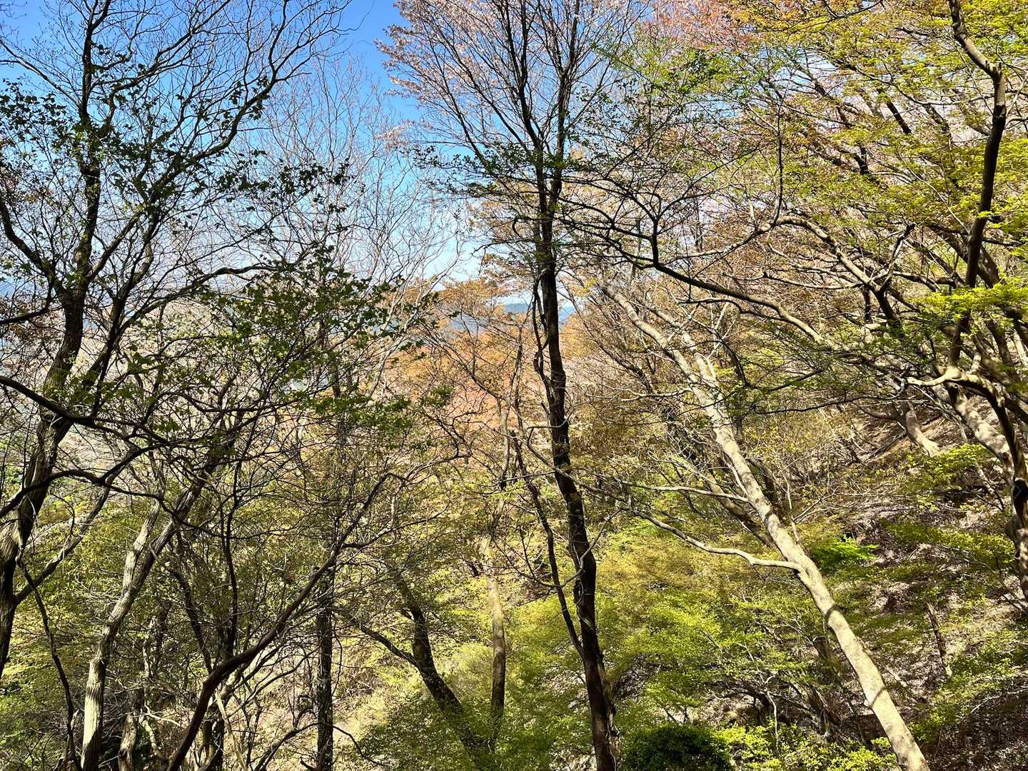 良いお天気☀️風は強い
途中で出会ったおじ様
👨‍🦰「今日は女の人が、ようけ登ってくわぁ〜」
皆さんのお目当てもヒカゲツツジか🤭
