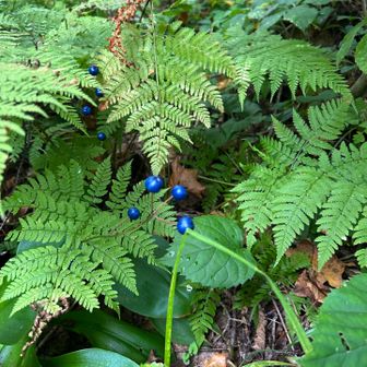 サンカヨウの実
花も見てみたいなあ