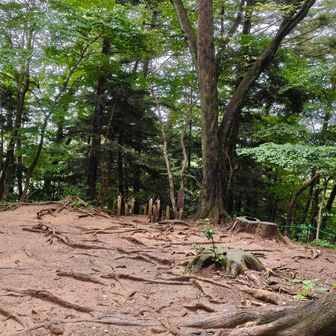 人少ないから６号路から一気に下山しよう！