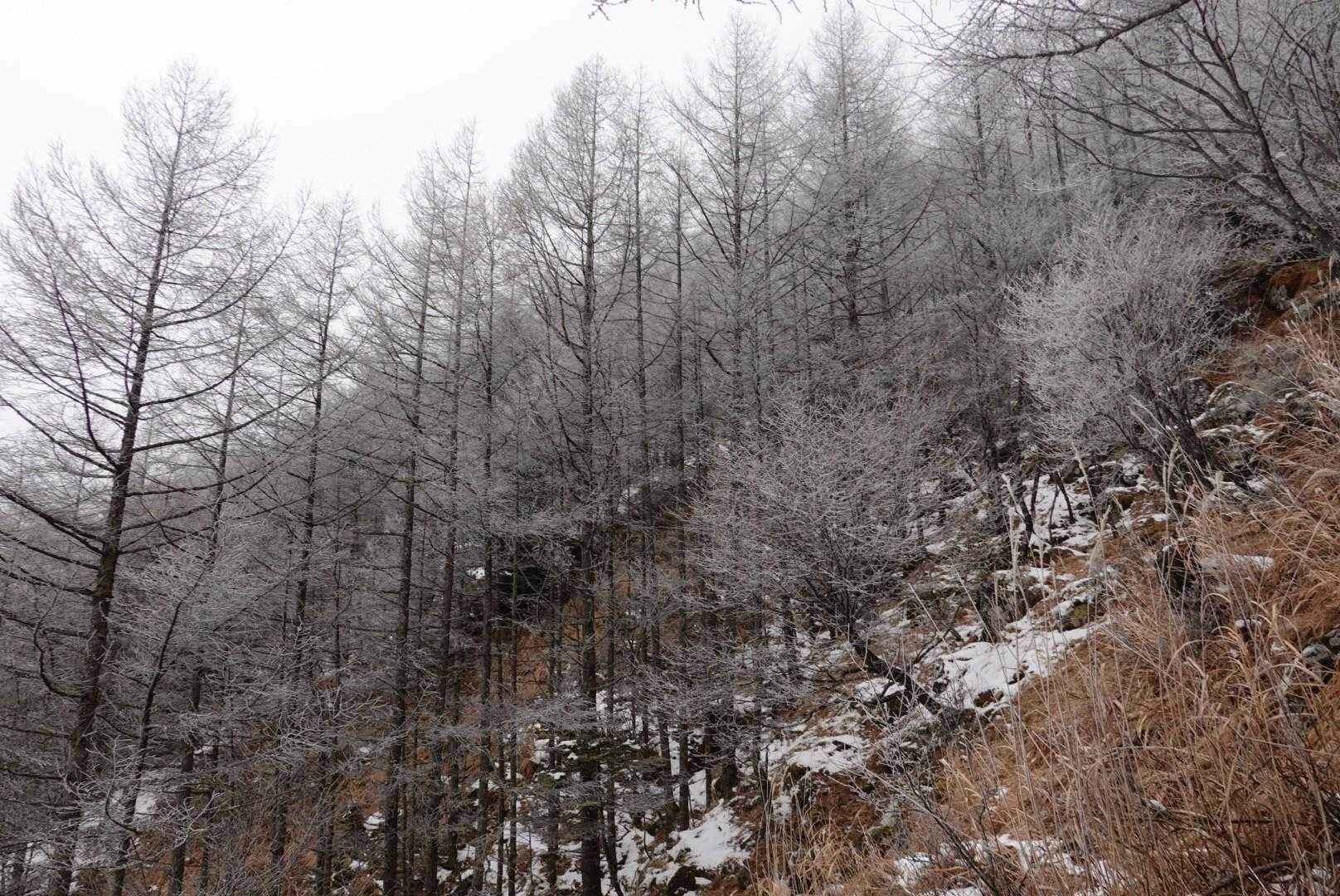 冬らしい