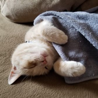ぽおく