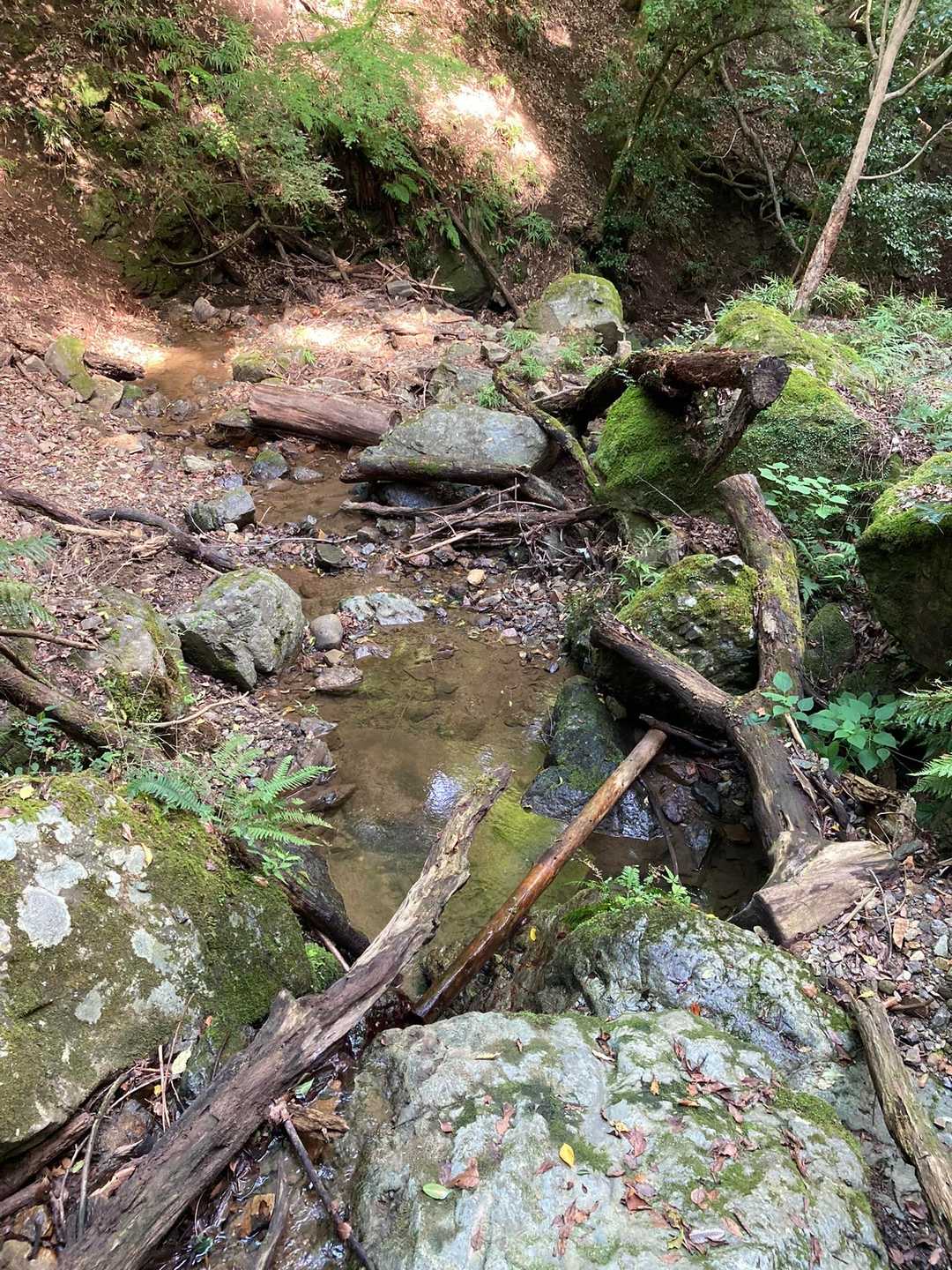 ずっと小川🏞️