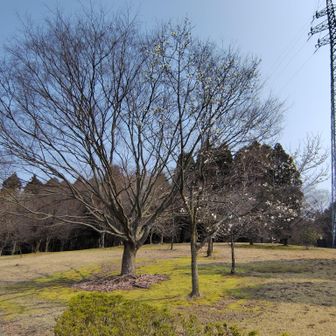 御鷹台公園までいつものトレイル