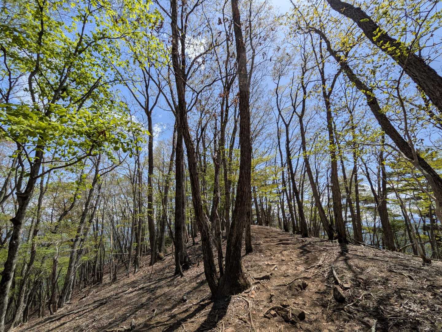 いい登山道😊