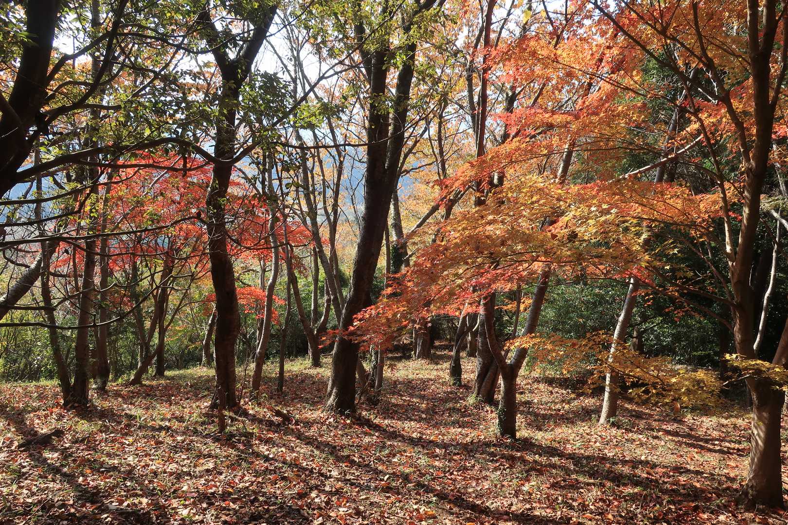 伏石登山口-鞍岳-ツームシ山-赤崩登山口 周回コースの写真