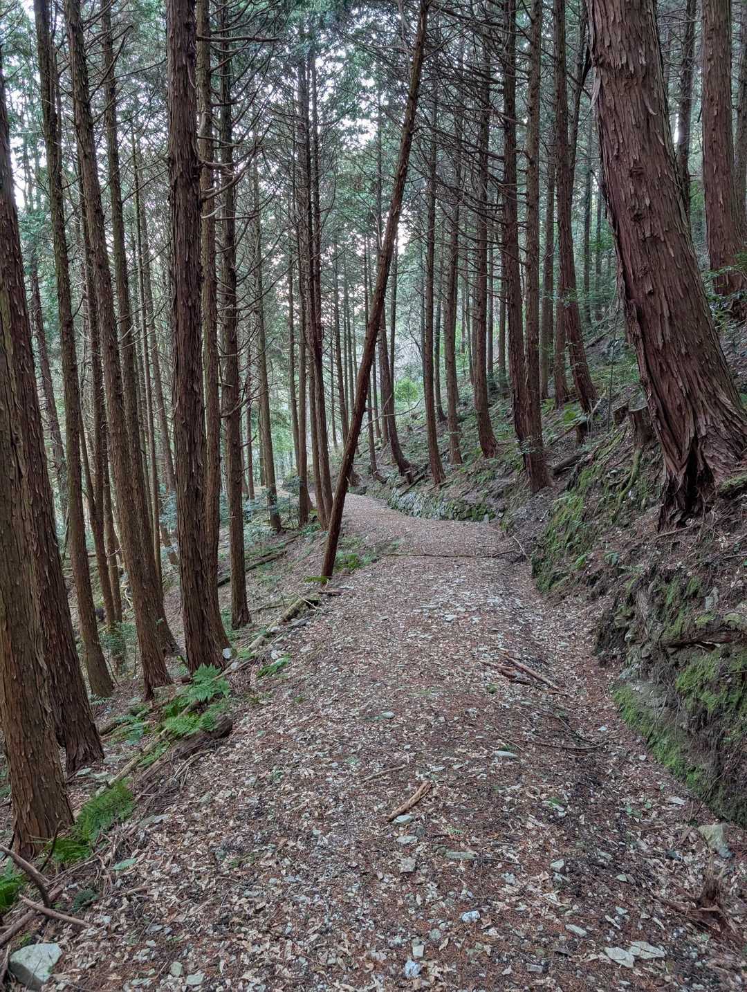 登山口まで戻ってきました。
登山道は幅広で快適。よく整備されていて非常に歩きやすかったです✨全体的に斜度も非常に穏やかで藪や難所もなくとてもいい道でした☺️
