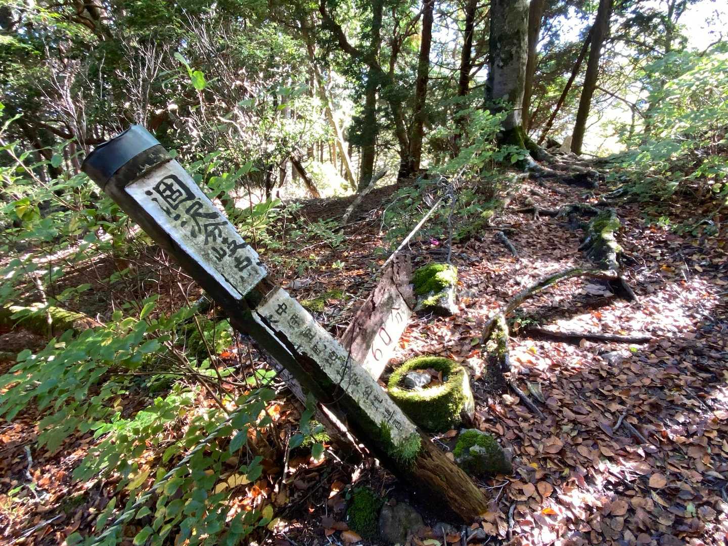 天城山 シャクナゲコースの写真
