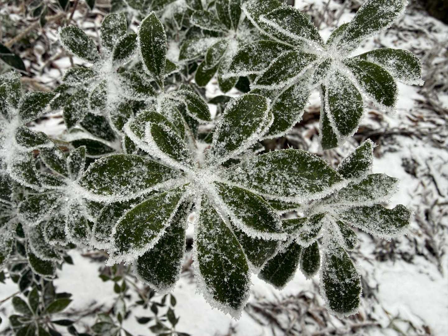 葉っぱにも霧氷❄️