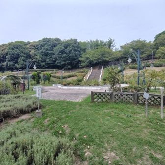 登りきるとバラ園
さらに奥の階段を1段上に登ったら右に舗装道