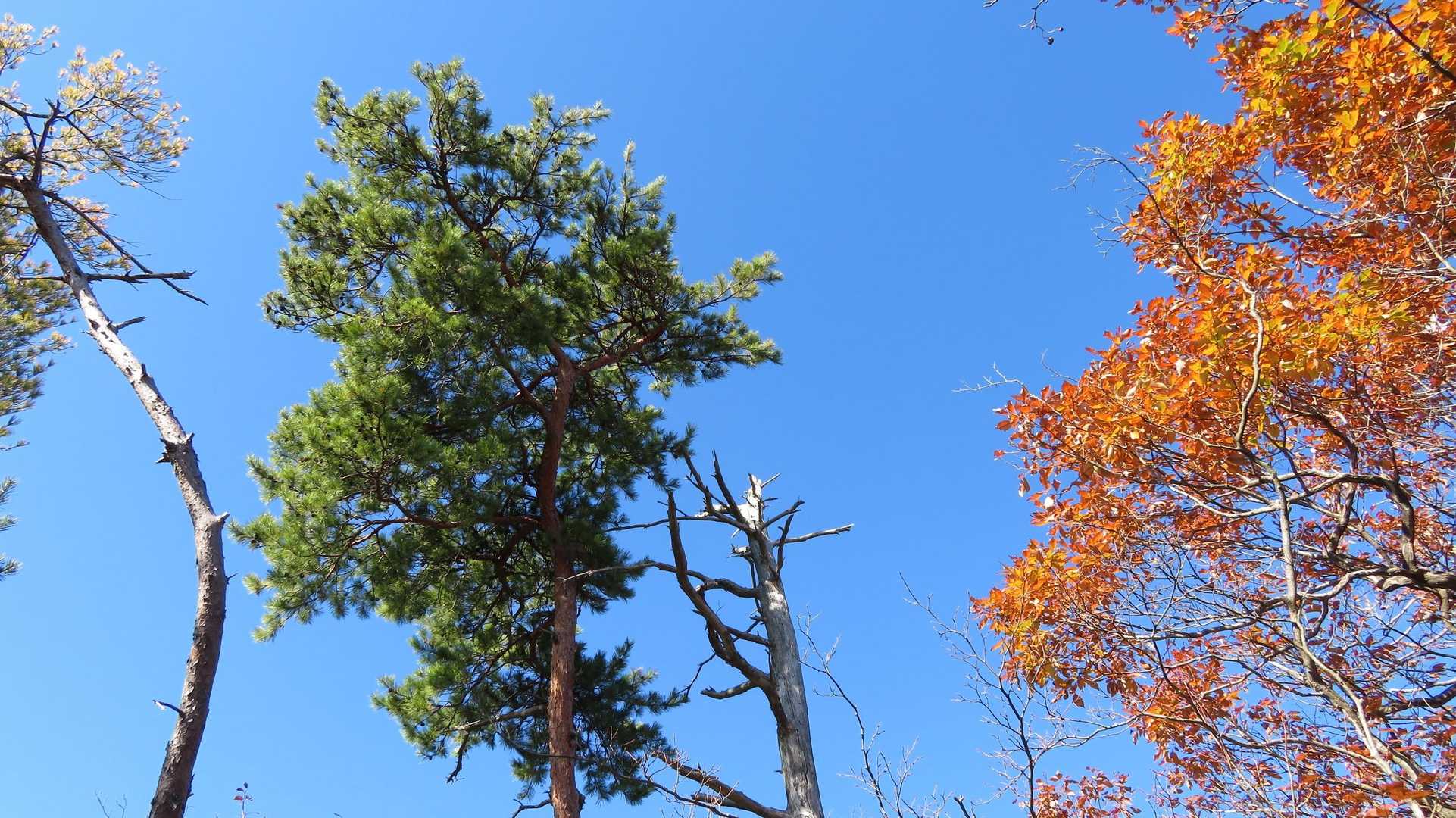 猿投山登り口-御門杉-東の宮-猿投山 往復コースの写真