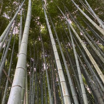 見上げてみます