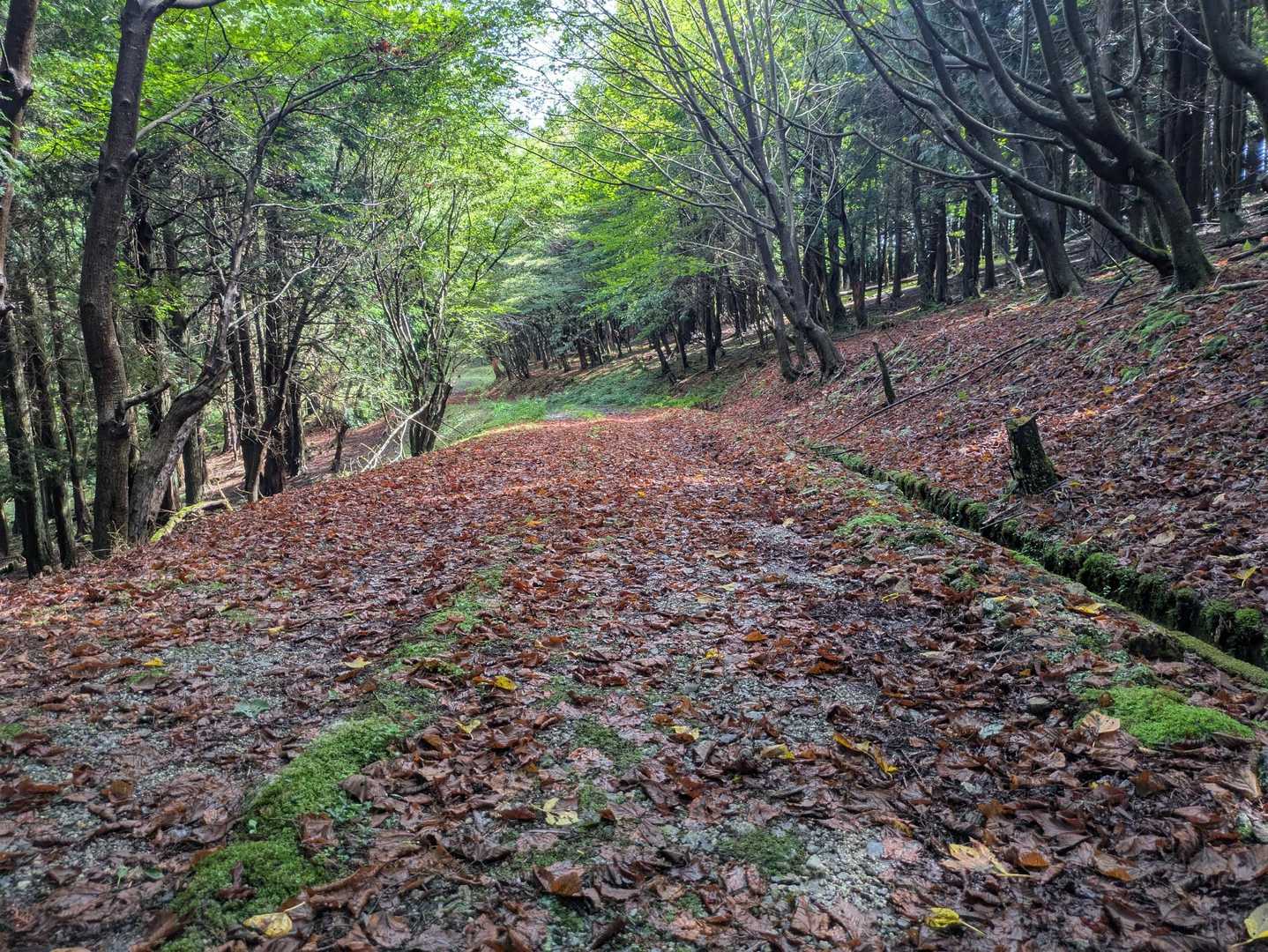落葉・・・
紅葉は今年はどうやろね・・