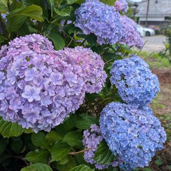 紫陽花の綺麗な季節💙💜🩷