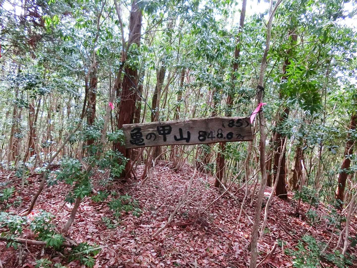 山頂、水窪100