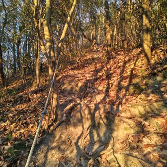 ロープにつかまりながら落ち葉で滑りやすい急登をエッチラオッチラ