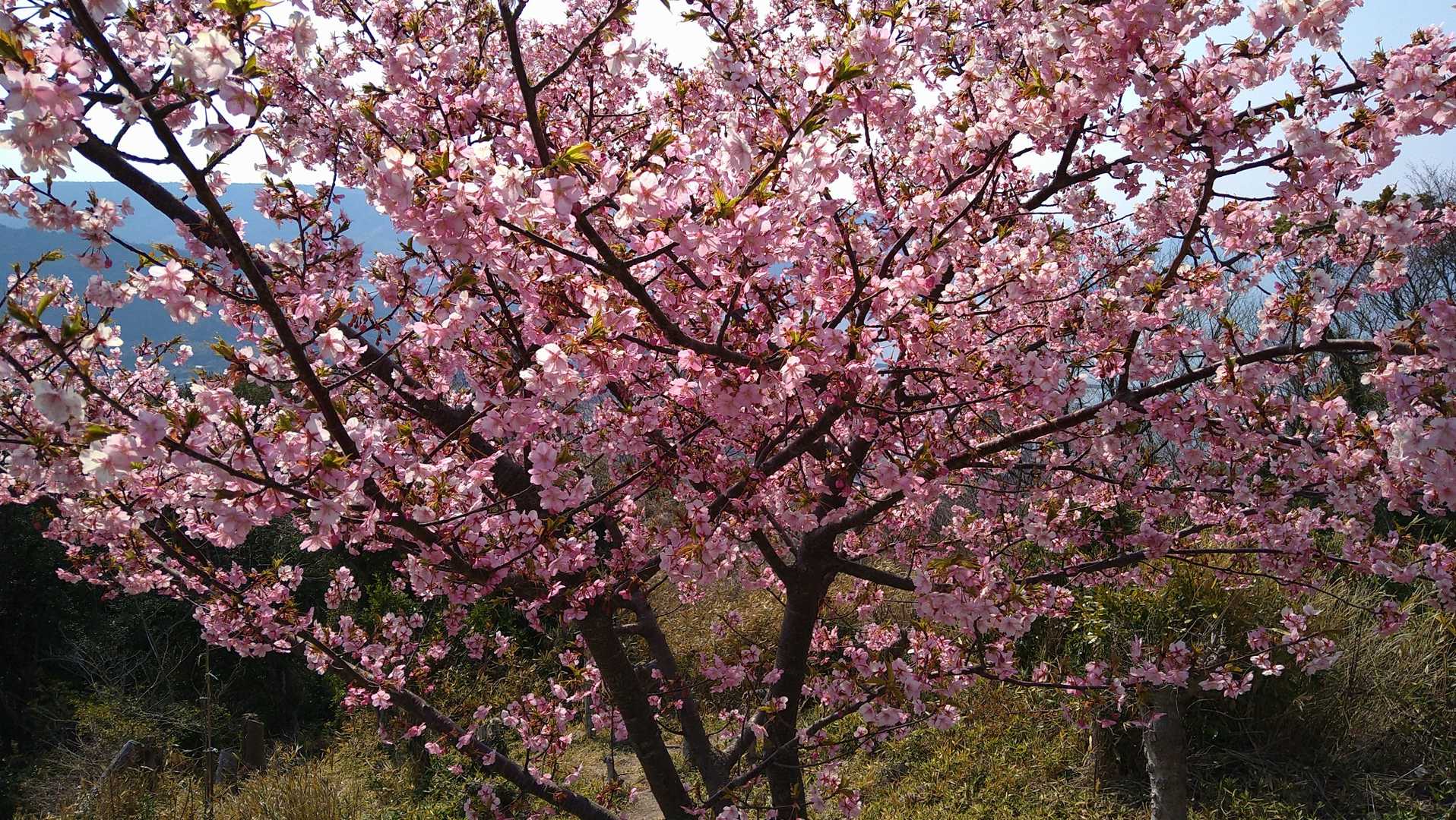 満開🌸