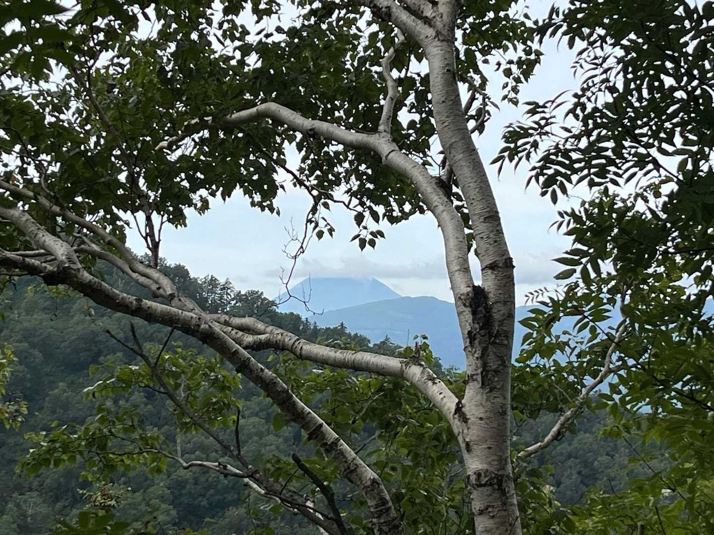 隙間から…羊蹄山✨