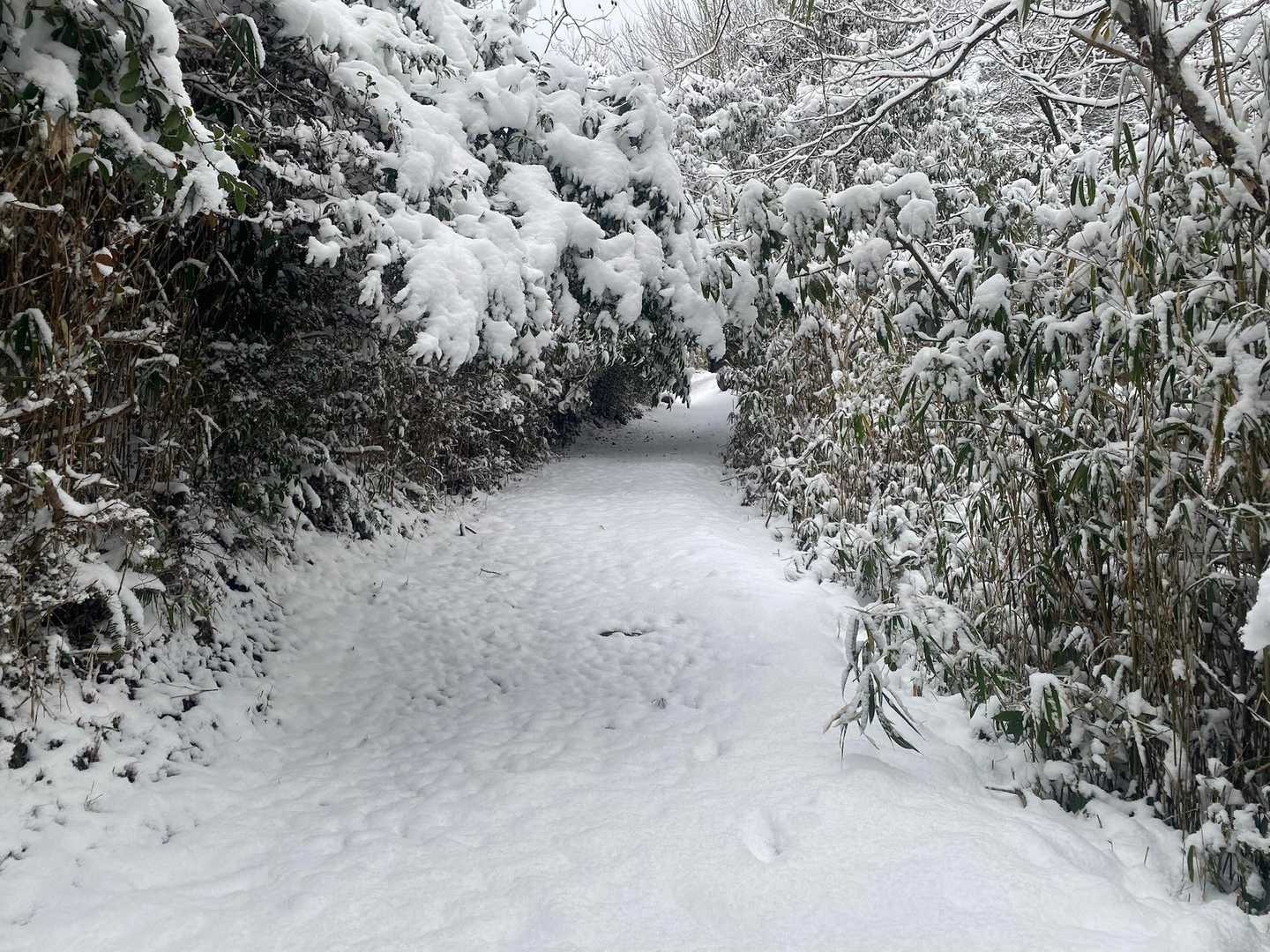 雪の重みで木の枝が下がってきてます。
お辞儀しながら通過。