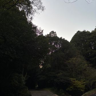 明るくなる感じ、来週12月だけど、まだ緩い寒さがありがたい。