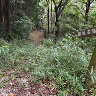 大回りして舗装路を歩くか？
また藪を抜けるか？
少し悩んだが、最短ルートの藪でw