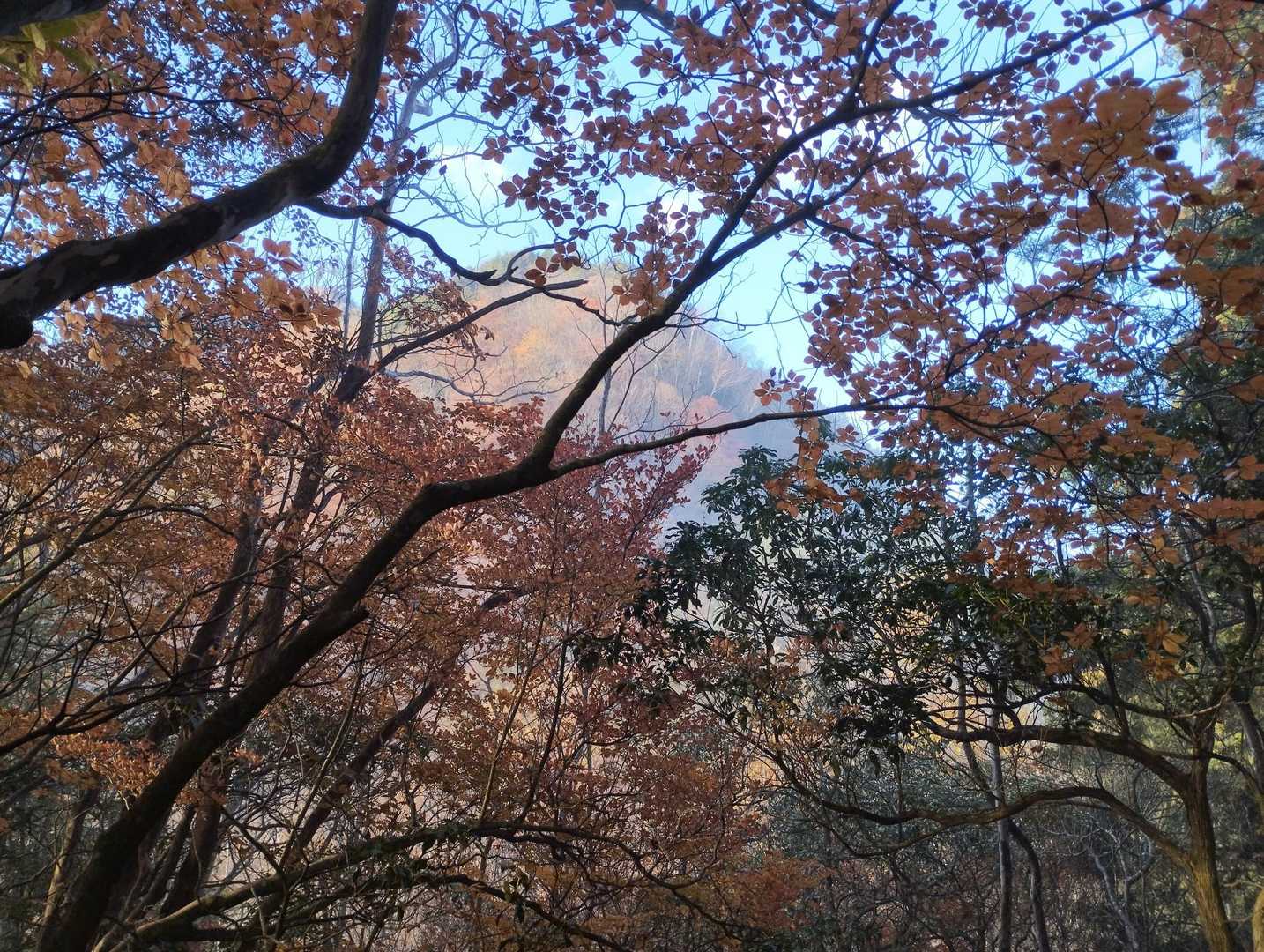 樹間に御岳山？