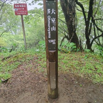 開けていないので、山頂の眺望は良くないです😓