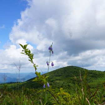 岩樋山登る途中のイワシャジン（ツリガネニンジン科）と道後山