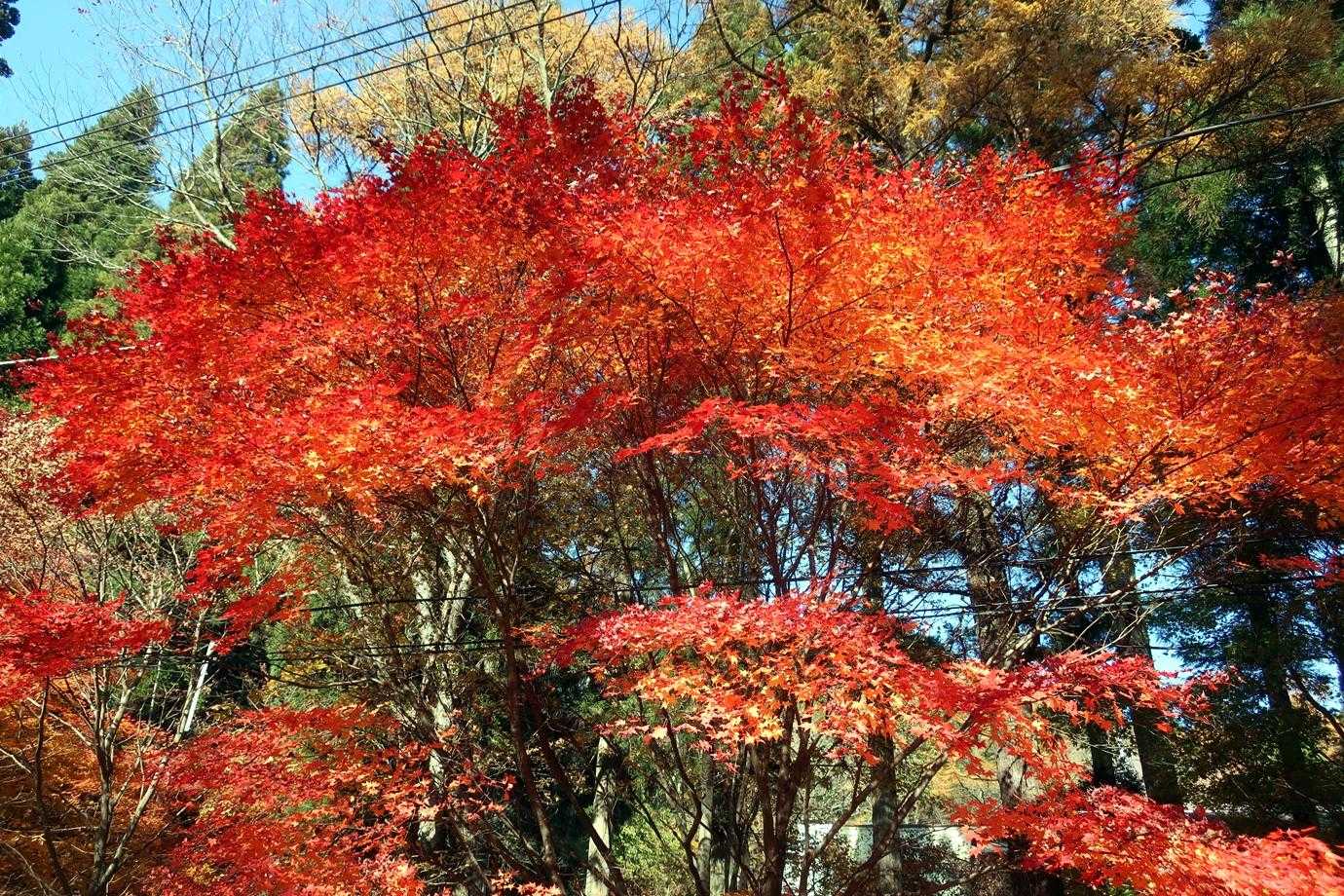 榛名富士登山口-榛名富士-榛名富士登山口-烏帽子岳登山口- 周回コースの写真