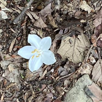 落ちているお花は花びらじゃなくて、お花まるごと落ちている