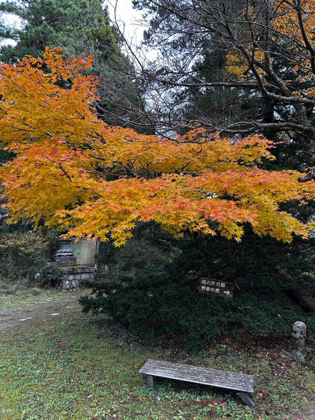 綺麗🍁