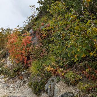 黄葉がチラホラ🍁