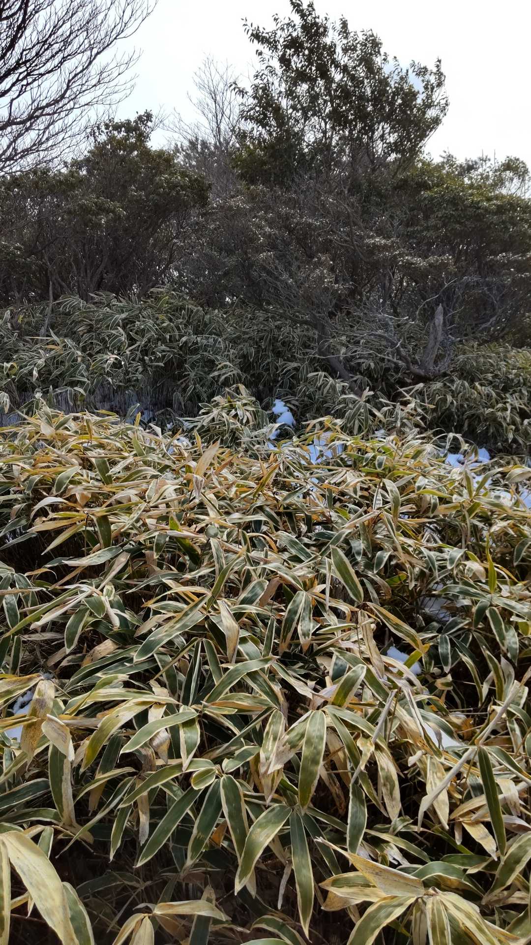 鉢巻山ピーク付近。３６０°笹薮。