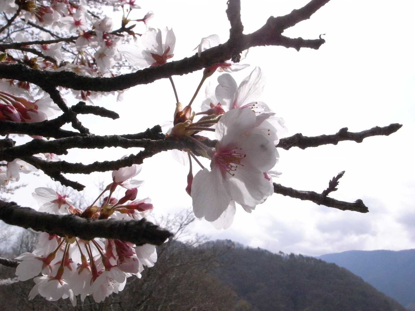浅間山-桜峠 往復コースの写真