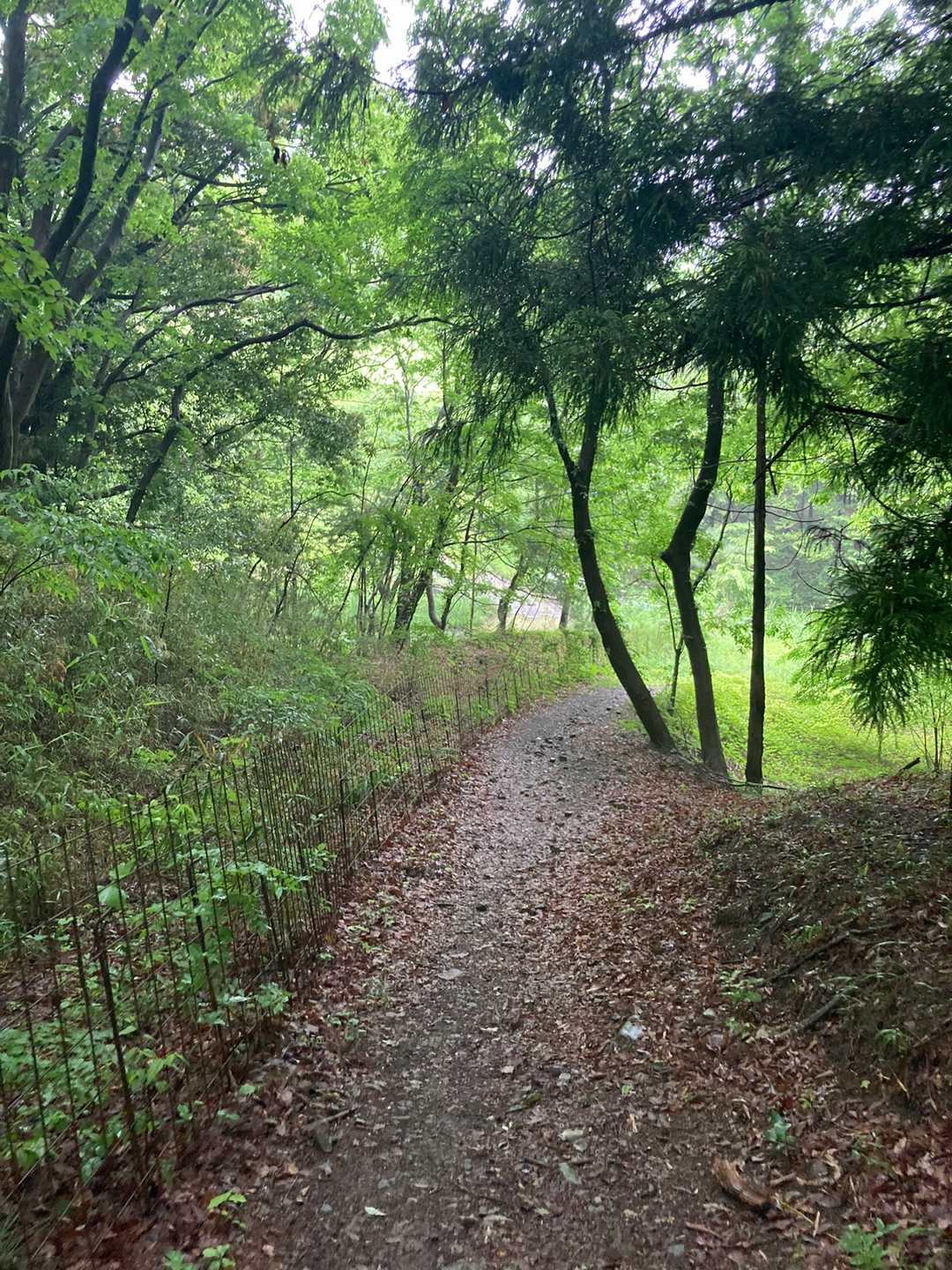 緑陰